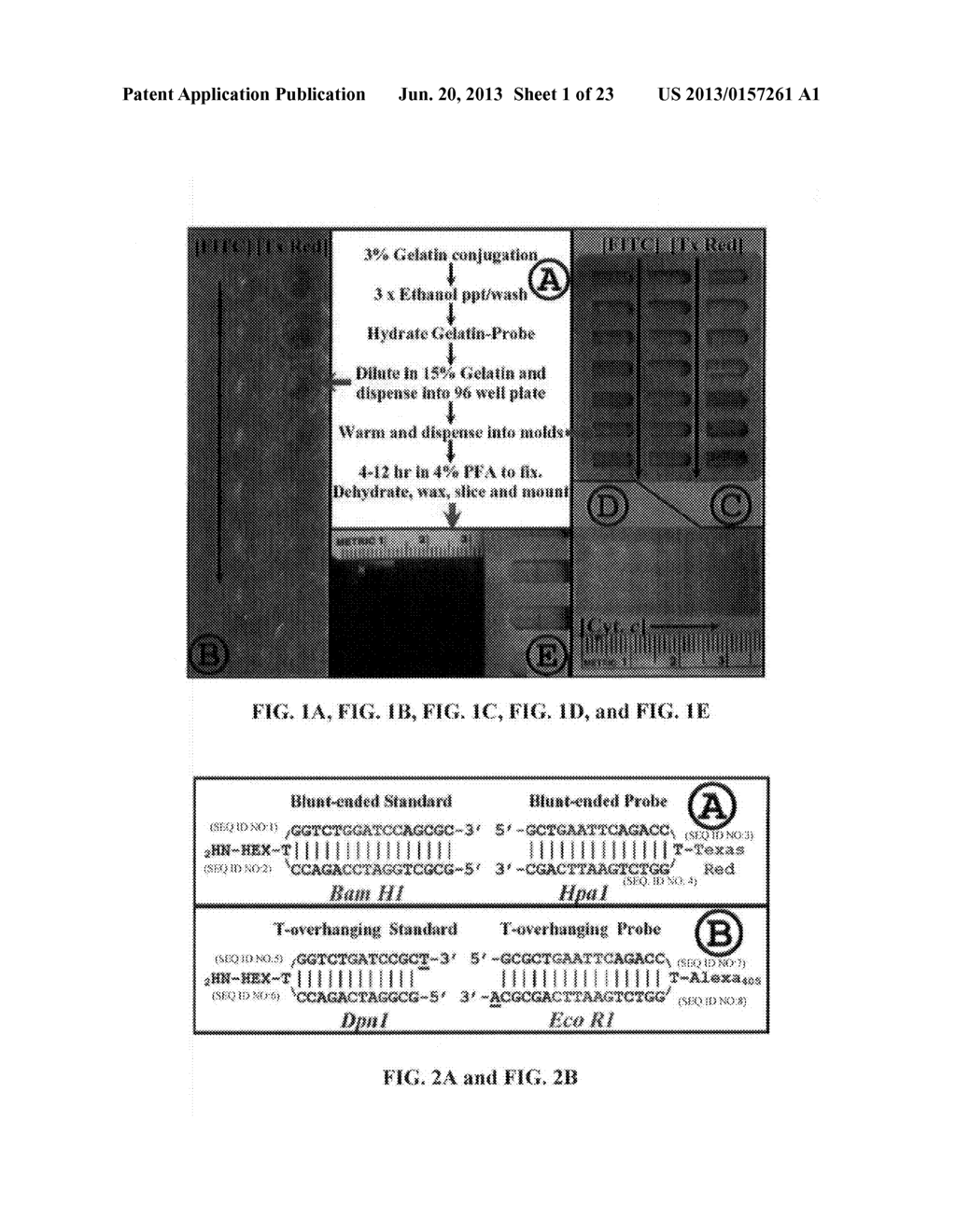 Compositions and Methods for Quantitative Histology, Calibration of Images     in Fluorescence Microscopy, and ddTUNEL Analyses - diagram, schematic, and image 02