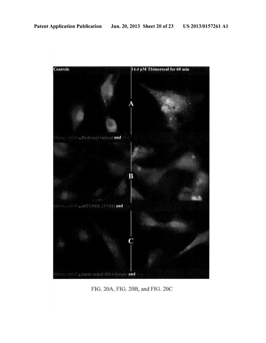 Compositions and Methods for Quantitative Histology, Calibration of Images     in Fluorescence Microscopy, and ddTUNEL Analyses - diagram, schematic, and image 21