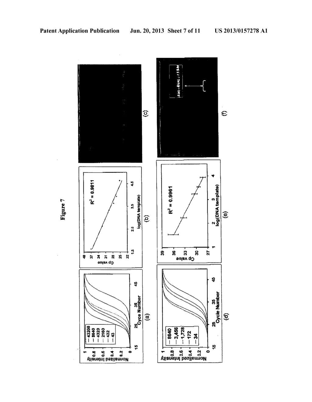 SETTING OF MULTIPLE PRIMING OLIGONUCLEOTIDES FOR SOLID GEL AMPLIFICATION     IN HYDROGELS - diagram, schematic, and image 08