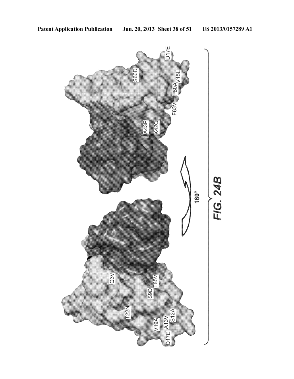 IMMUNO-PET IMAGING OF ANTIBODIES AND IMMUNOCONJUGATES AND USES THEREFOR - diagram, schematic, and image 39