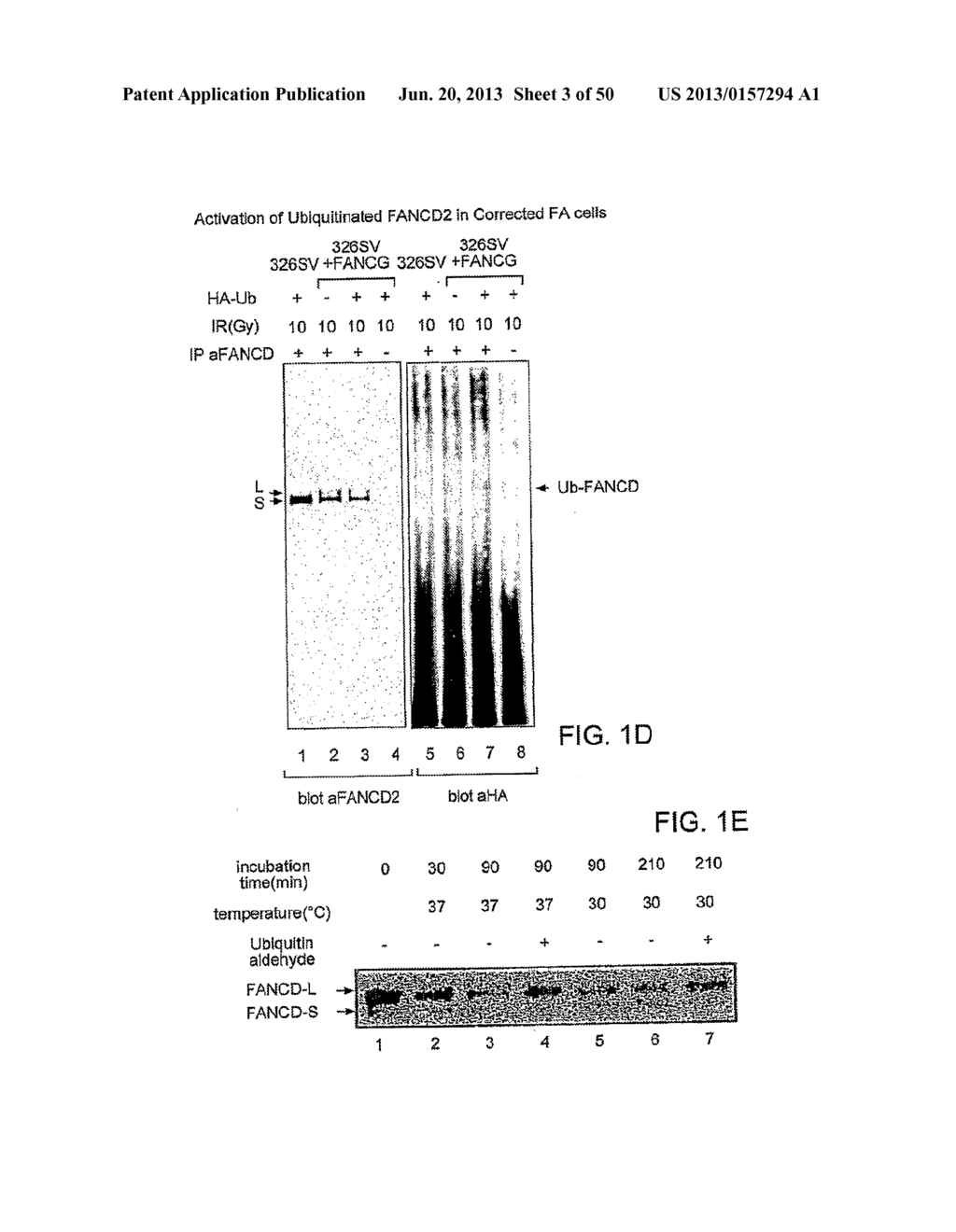 Methods and Compositions for the Diagnosis of Cancer Susceptibilities and     Defective DNA Repair Mechanisms and Treatment Thereof - diagram, schematic, and image 04