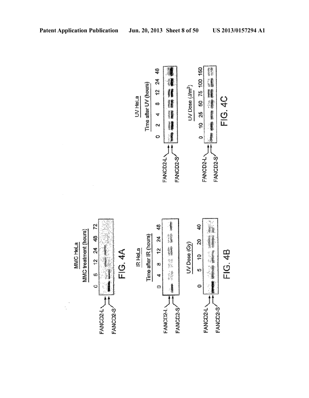 Methods and Compositions for the Diagnosis of Cancer Susceptibilities and     Defective DNA Repair Mechanisms and Treatment Thereof - diagram, schematic, and image 09