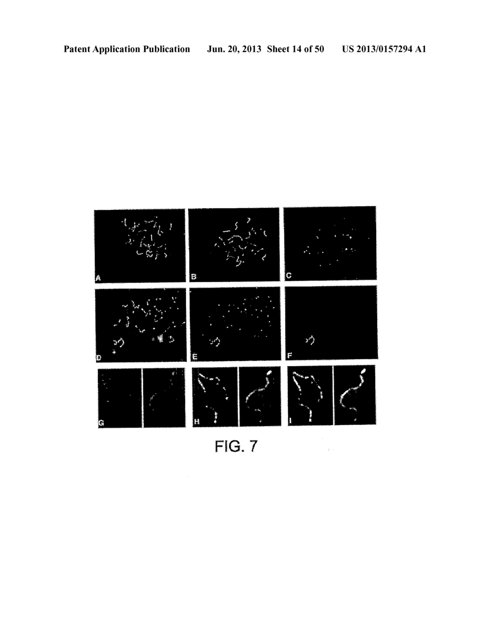 Methods and Compositions for the Diagnosis of Cancer Susceptibilities and     Defective DNA Repair Mechanisms and Treatment Thereof - diagram, schematic, and image 15