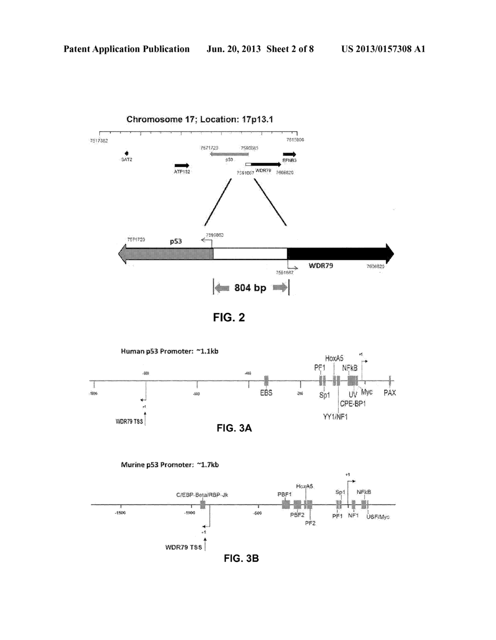 BIDIRECTIONAL PROMOTER REPORTER VECTOR FOR THE ANALYSIS OF DUAL REGULATORY     ELEMENTS - diagram, schematic, and image 03