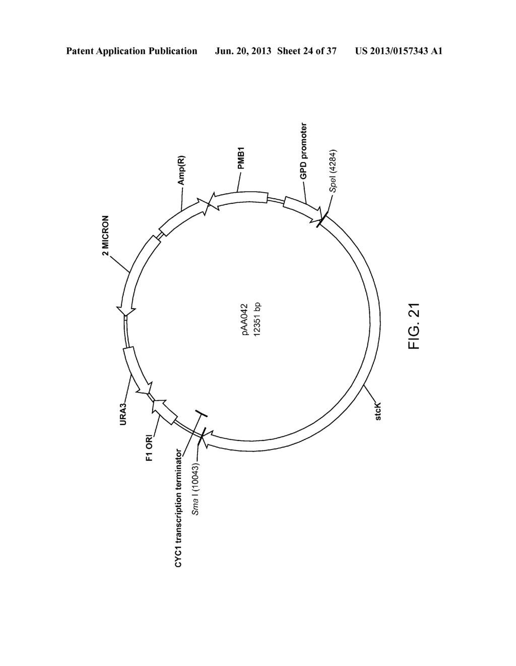 BIOLOGICAL METHODS FOR PREPARING ADIPIC ACID - diagram, schematic, and image 25