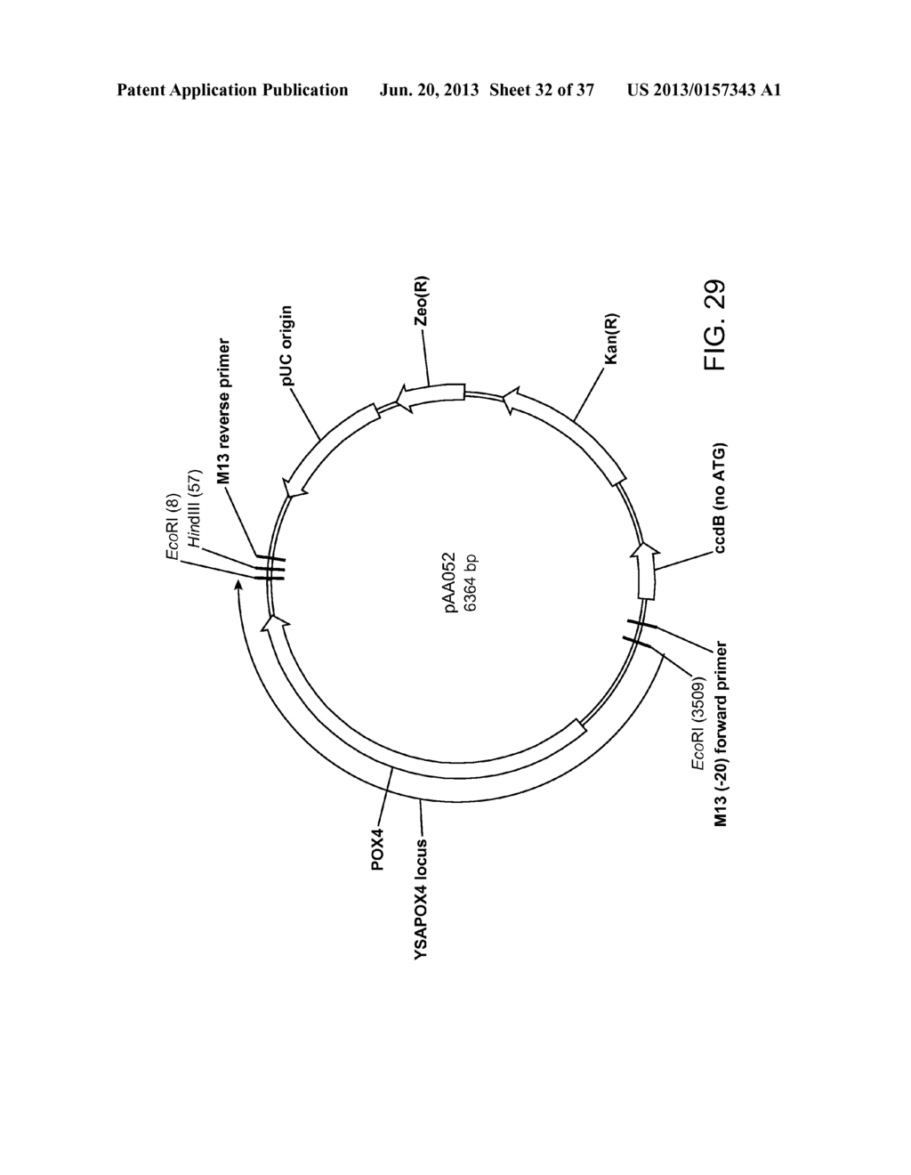 BIOLOGICAL METHODS FOR PREPARING ADIPIC ACID - diagram, schematic, and image 33