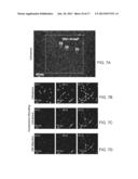 COMPACT WIDE-FIELD FLUORESCENT IMAGING ON A MOBILE DEVICE diagram and image