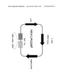 Transformation Vector Comprising Transposon, Microorganisms Transformed     with the Vector, and Method for Producing L-Lysine Using the     Microorganism diagram and image