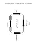 Transformation Vector Comprising Transposon, Microorganisms Transformed     with the Vector, and Method for Producing L-Lysine Using the     Microorganism diagram and image