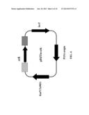 Transformation Vector Comprising Transposon, Microorganisms Transformed     with the Vector, and Method for Producing L-Lysine Using the     Microorganism diagram and image