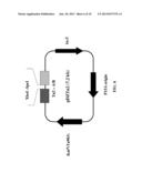 Transformation Vector Comprising Transposon, Microorganisms Transformed     with the Vector, and Method for Producing L-Lysine Using the     Microorganism diagram and image