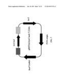 Transformation Vector Comprising Transposon, Microorganisms Transformed     with the Vector, and Method for Producing L-Lysine Using the     Microorganism diagram and image