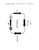 Transformation Vector Comprising Transposon, Microorganisms Transformed     with the Vector, and Method for Producing L-Lysine Using the     Microorganism diagram and image