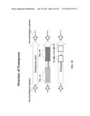 Transformation Vector Comprising Transposon, Microorganisms Transformed     with the Vector, and Method for Producing L-Lysine Using the     Microorganism diagram and image