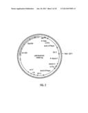 HYBRID CAULIMOVIRUS PROMOTERS AND CONSTRUCTS THEREOF diagram and image