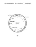 HYBRID CAULIMOVIRUS PROMOTERS AND CONSTRUCTS THEREOF diagram and image