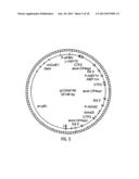 HYBRID CAULIMOVIRUS PROMOTERS AND CONSTRUCTS THEREOF diagram and image