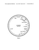 HYBRID CAULIMOVIRUS PROMOTERS AND CONSTRUCTS THEREOF diagram and image