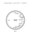 HYBRID CAULIMOVIRUS PROMOTERS AND CONSTRUCTS THEREOF diagram and image