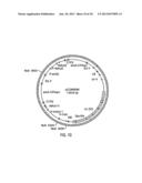 HYBRID CAULIMOVIRUS PROMOTERS AND CONSTRUCTS THEREOF diagram and image