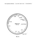 HYBRID CAULIMOVIRUS PROMOTERS AND CONSTRUCTS THEREOF diagram and image