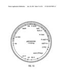 HYBRID CAULIMOVIRUS PROMOTERS AND CONSTRUCTS THEREOF diagram and image