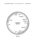 HYBRID CAULIMOVIRUS PROMOTERS AND CONSTRUCTS THEREOF diagram and image