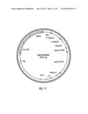 HYBRID CAULIMOVIRUS PROMOTERS AND CONSTRUCTS THEREOF diagram and image