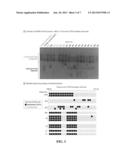 DIAGNOSIS OF COWDEN AND COWDEN-LIKE SYNDROME BY DETECTION OF DECREASED     KILLIN EXPRESSION diagram and image