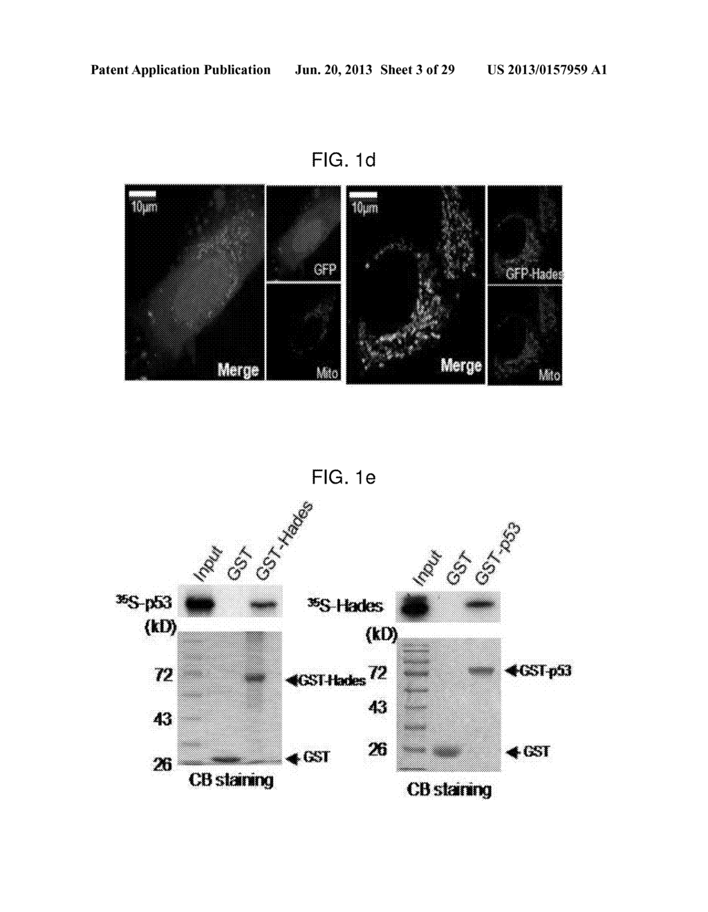 USE OF HADES AS TUMOR SUPPRESSOR TARGET - diagram, schematic, and image 04