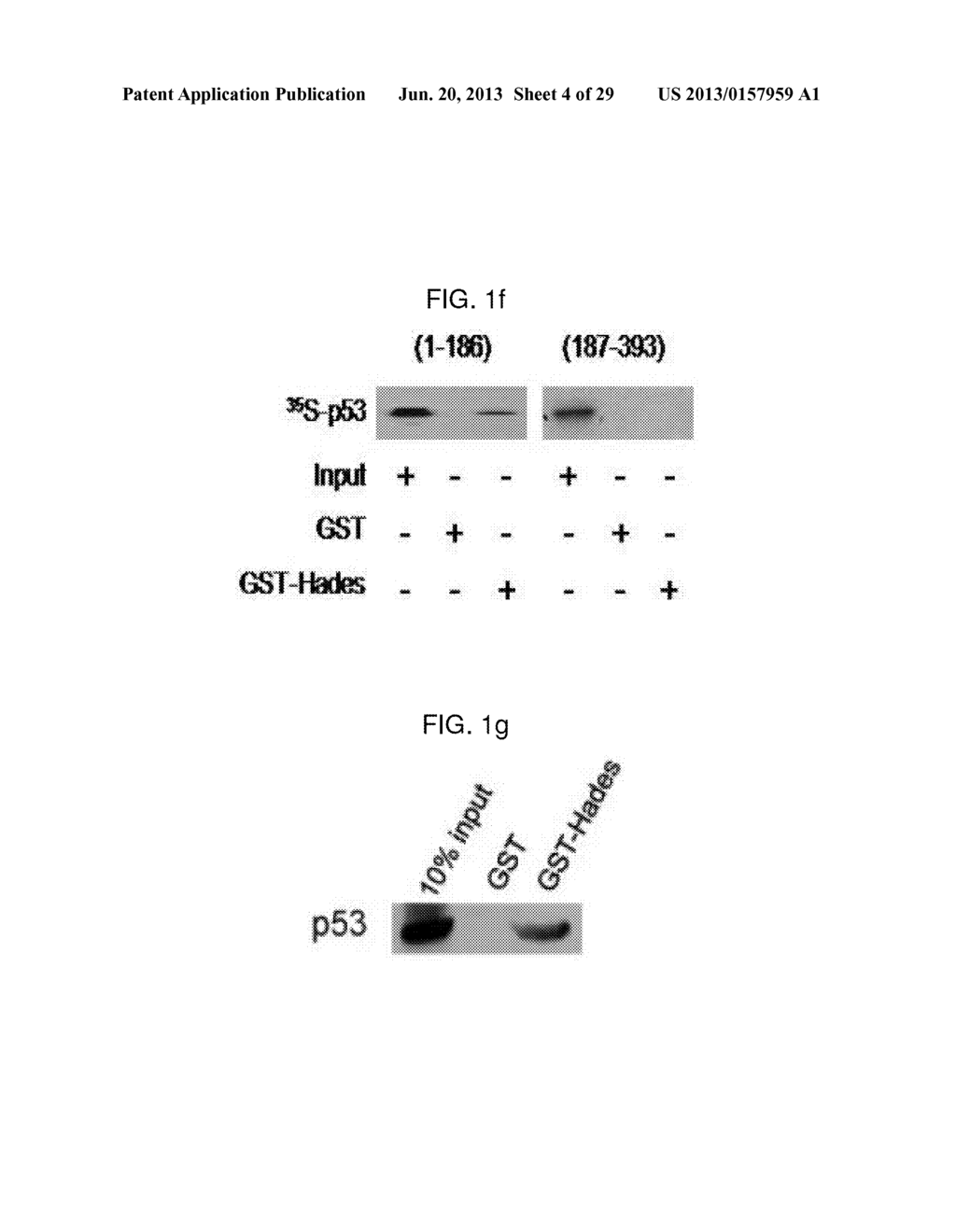 USE OF HADES AS TUMOR SUPPRESSOR TARGET - diagram, schematic, and image 05