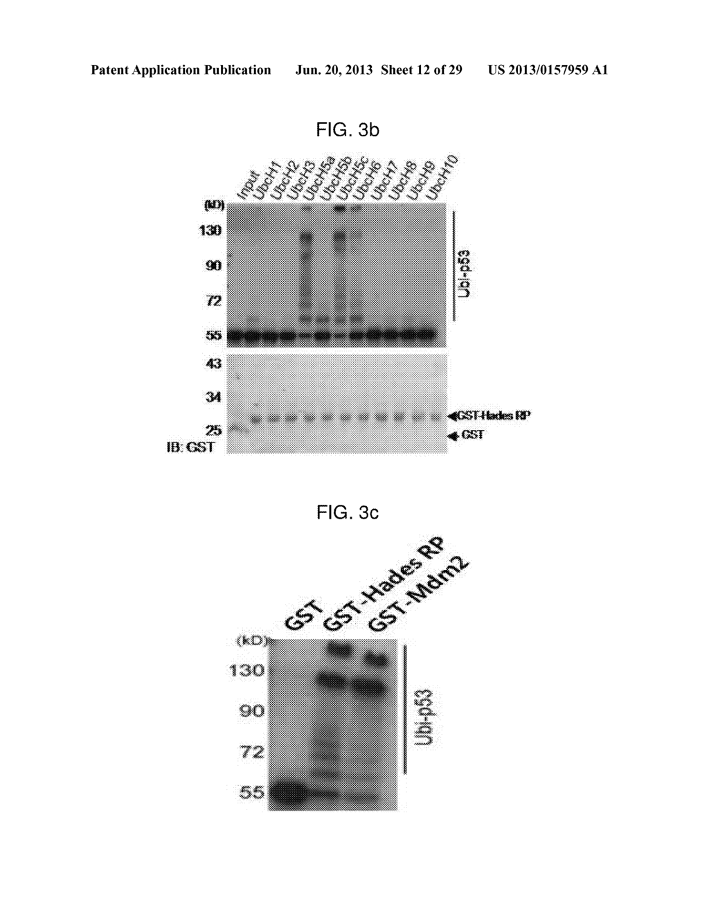 USE OF HADES AS TUMOR SUPPRESSOR TARGET - diagram, schematic, and image 13