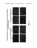 REGULATORS OF NFAT AND/OR STORE-OPERATED CALCIUM ENTRY diagram and image