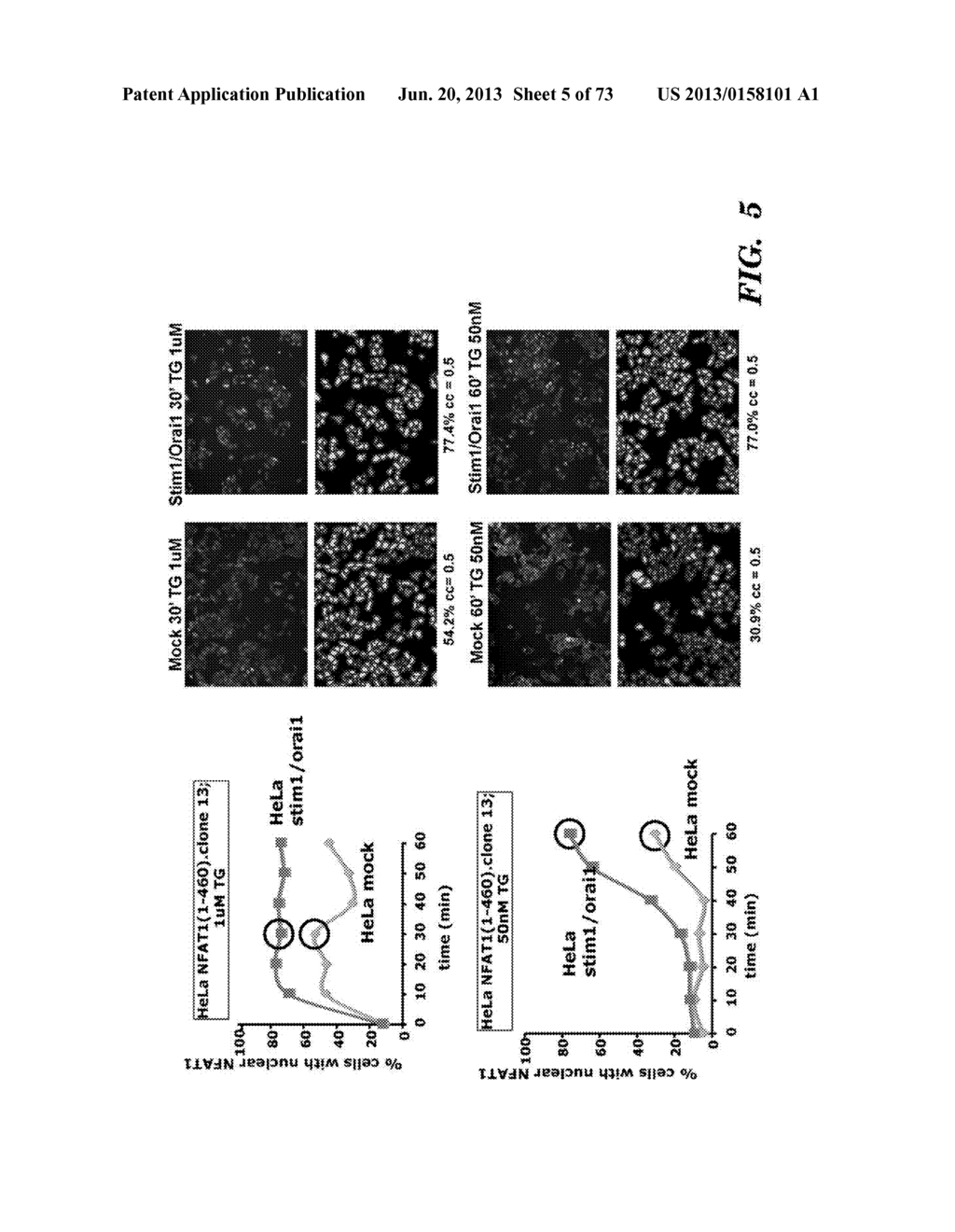 REGULATORS OF NFAT AND/OR STORE-OPERATED CALCIUM ENTRY - diagram, schematic, and image 06