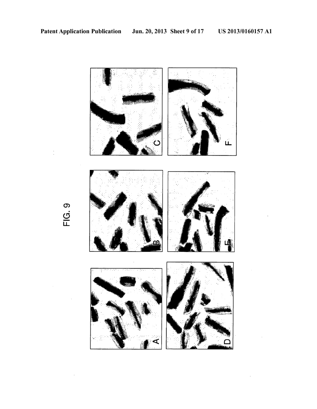 USE OF NON-AGROBACTERIUM BACTERIAL SPECIES FOR PLANT TRANSFORMATION - diagram, schematic, and image 10