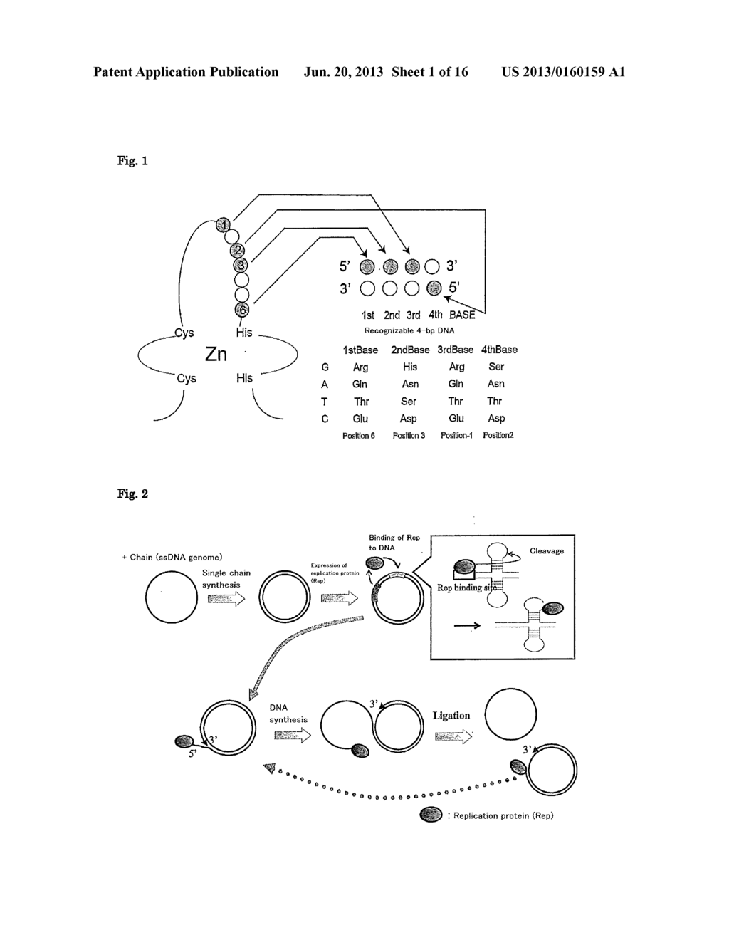 GEMINI VIRUS REPLICATION INHIBITOR - diagram, schematic, and image 02