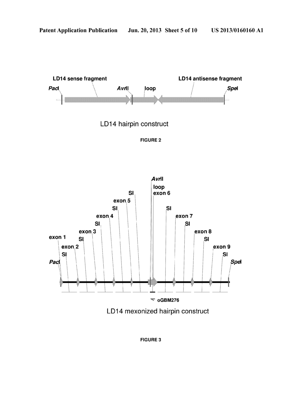 METHOD FOR SUSTAINABLE TRANSGENE TRANSCRIPTION - diagram, schematic, and image 06