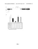 INHIBITION OF SNL6 EXPRESSION FOR BIOFUEL PRODUCTION diagram and image