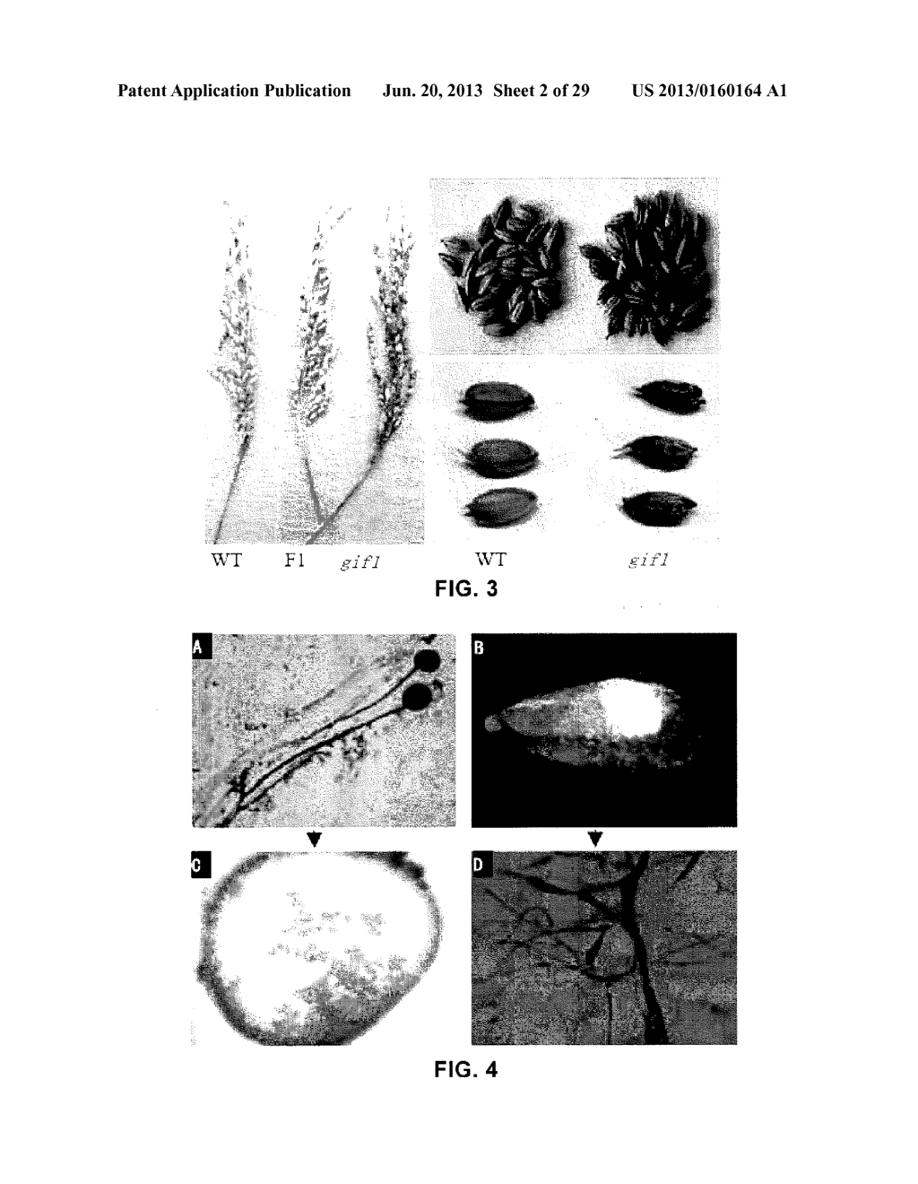 CROP GRAIN FILLING GENE (GIF1) AND THE APPLICATIONS THEREOF - diagram, schematic, and image 03