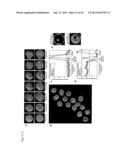 IMAGING AND EVALUATING EMBRYOS, OOCYTES, AND STEM CELLS diagram and image