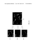 QUANTITATIVE PHASE MICROSCOPY FOR LABEL-FREE HIGH-CONTRAST CELL IMAGING     USING FREQUENCY DOMAIN PHASE SHIFT diagram and image