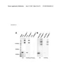 COLLAGEN MIMETIC PEPTIDES FOR TARGETING COLLAGEN STRANDS FOR IN VITRO AND     IN VIVO IMAGING AND THERAPEUTIC USE diagram and image