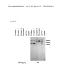 COLLAGEN MIMETIC PEPTIDES FOR TARGETING COLLAGEN STRANDS FOR IN VITRO AND     IN VIVO IMAGING AND THERAPEUTIC USE diagram and image