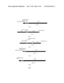 ANTICANCER FUSION PROTEIN diagram and image