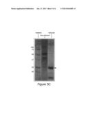 HUMAN CYTOMEGALOVIRUS VACCINE diagram and image