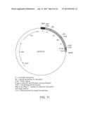 USE OF CAMELID-DERIVED VARIABLE HEAVY CHAIN VARIABLE REGIONS (VHH)     TARGETING HUMAN CD18 AND ICAM-1 AS A MICROBICIDE TO PREVENT HIV-1     TRANSMISSION diagram and image