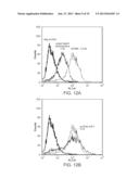 USE OF CAMELID-DERIVED VARIABLE HEAVY CHAIN VARIABLE REGIONS (VHH)     TARGETING HUMAN CD18 AND ICAM-1 AS A MICROBICIDE TO PREVENT HIV-1     TRANSMISSION diagram and image