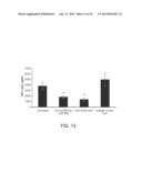 USE OF CAMELID-DERIVED VARIABLE HEAVY CHAIN VARIABLE REGIONS (VHH)     TARGETING HUMAN CD18 AND ICAM-1 AS A MICROBICIDE TO PREVENT HIV-1     TRANSMISSION diagram and image