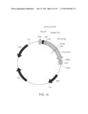 USE OF CAMELID-DERIVED VARIABLE HEAVY CHAIN VARIABLE REGIONS (VHH)     TARGETING HUMAN CD18 AND ICAM-1 AS A MICROBICIDE TO PREVENT HIV-1     TRANSMISSION diagram and image