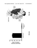 STAPHYLOCOCCUS AUREUS SPECIFIC ANTIBODIES AND USES THEREOF diagram and image